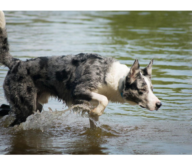Notione GPS pet PLUS - 1363141 - zdjęcie 2